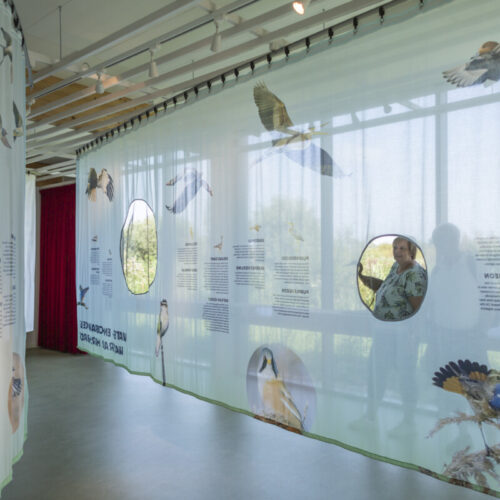 bird-protection-exhibition-design-designwolf
