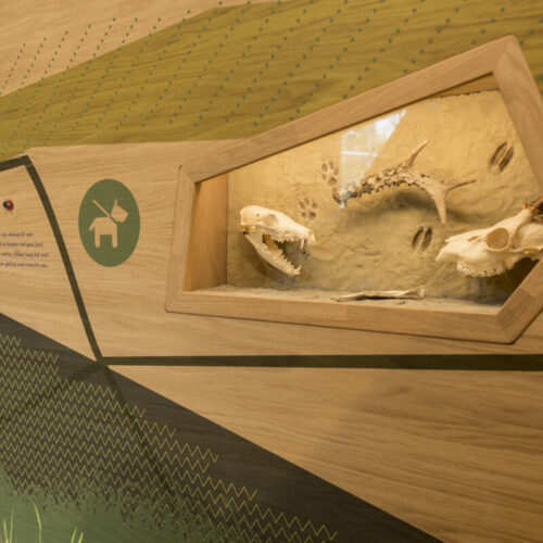 DUNEA-Tapuit-Wassenaar (43 van 72)-diorama-animal-skull-exhibition-design-designwolf