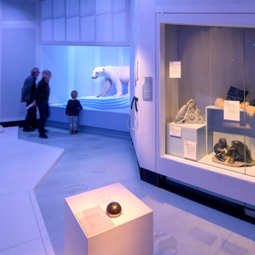 animal-academy-museum-volkenkunde-icebear-sneak up on your prey-exhibit-design-designwolf